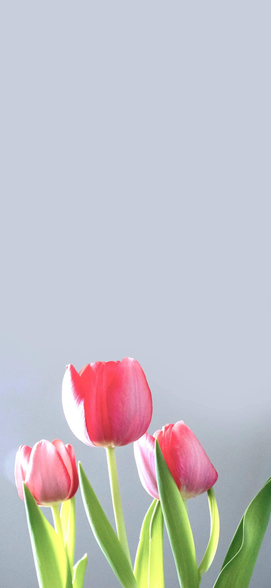 图片 1